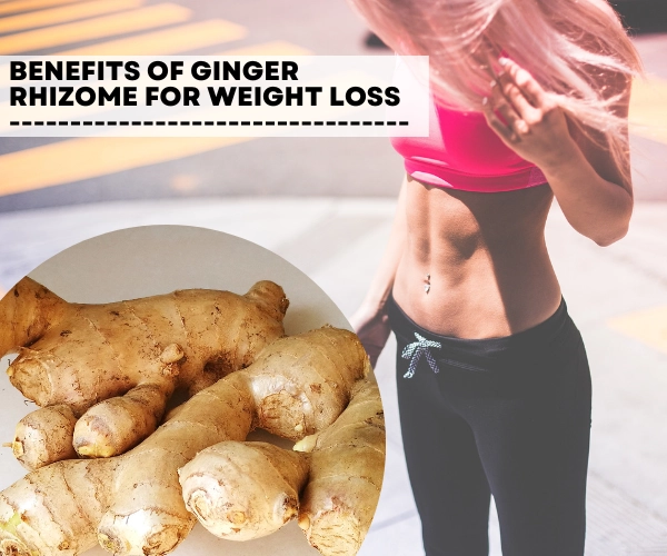 Ginger Rhizome for Weight Loss